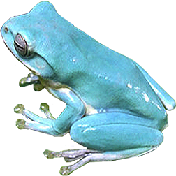 Vietnamese Blue Frog